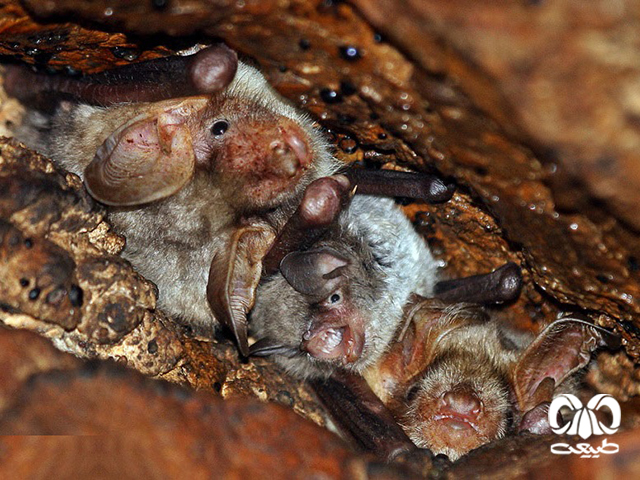 ویژگی‌های زیستی گونه خفاش مایوتیس انگشت دراز