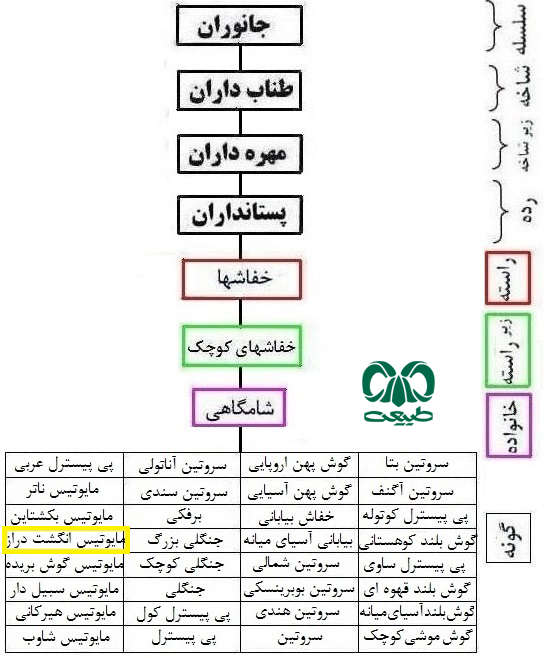 طبقه بندی گونه خفاش مایوتیس انگشت دراز