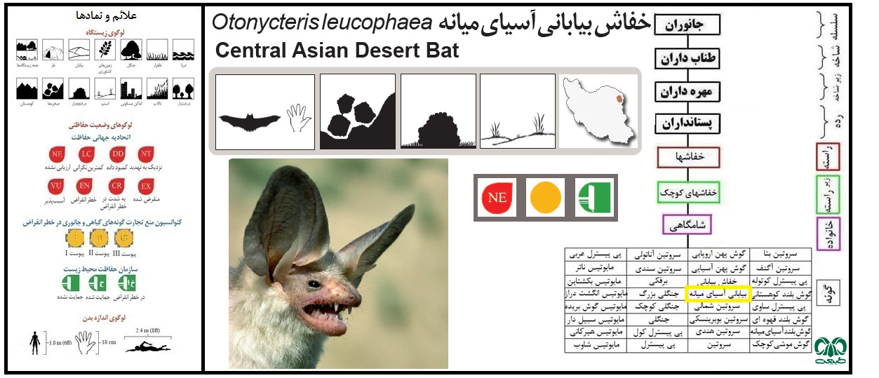گونه خفاش بیابانی آسیای میانه  