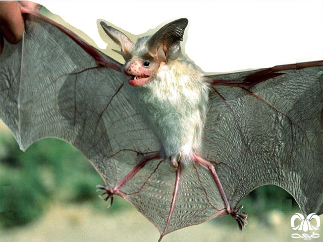 ویژگی‌های زیستی گونه خفاش بیابانی آسیای میانه
