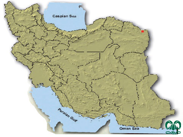 خفاش بیابانی آسیای میانه در ایران