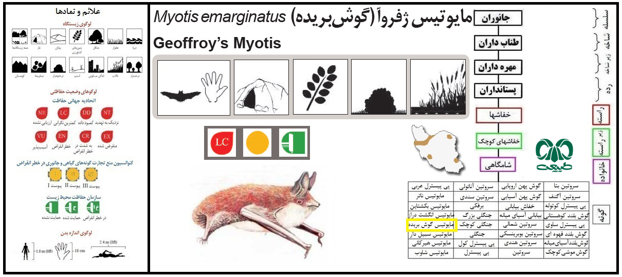 گونه خفاش مایوتیس ژفروا