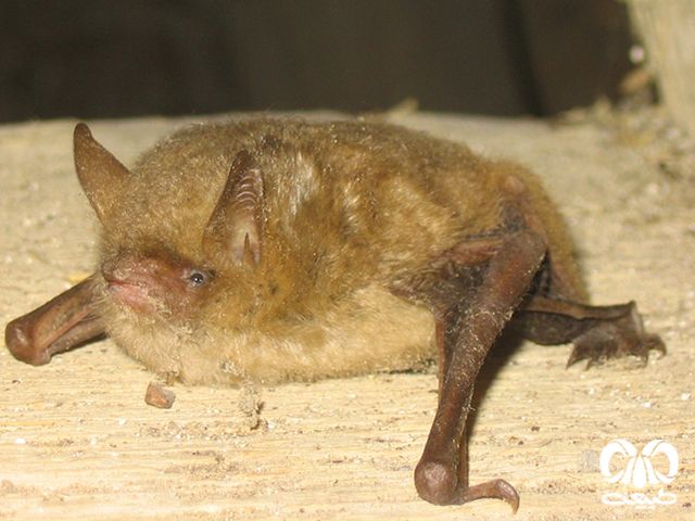 ویژگی‌های ظاهری گونه خفاش حنایی
