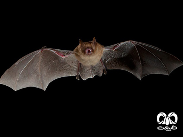 ویژگی‌های زیستی گونه خفاش حنایی