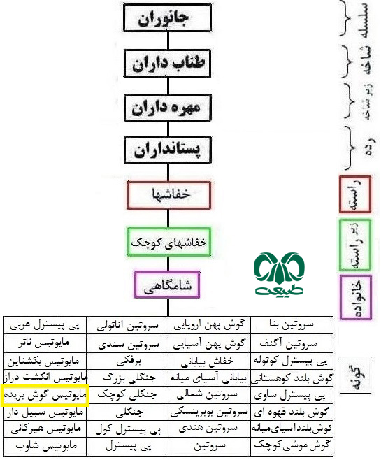 طبقه بندی گونه خفاش حنایی