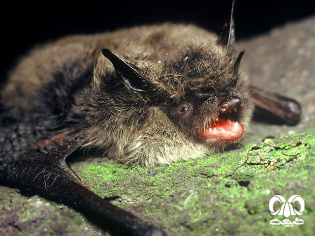 ویژگیهای ظاهری گونه خفاش مایوتیس سبیل‌دار