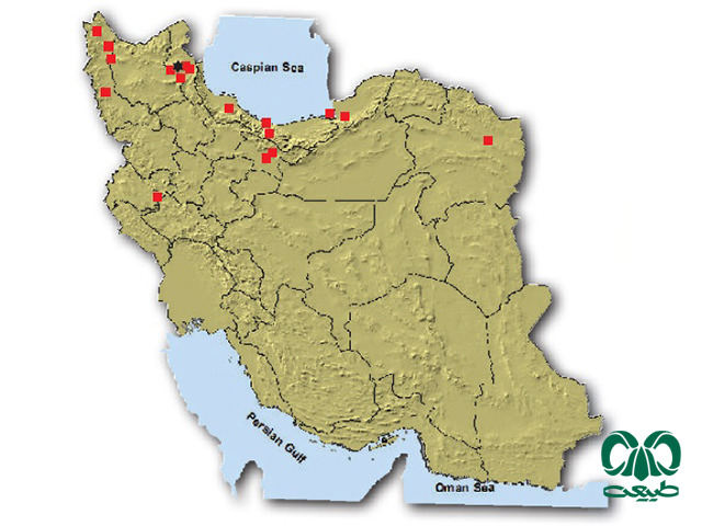 خفاش مایوتیس سبیل‌دار در ایران