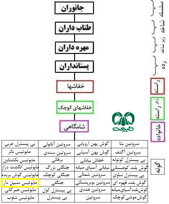 طبقه بندی گونه خفاش مایوتیس سبیل‌دار