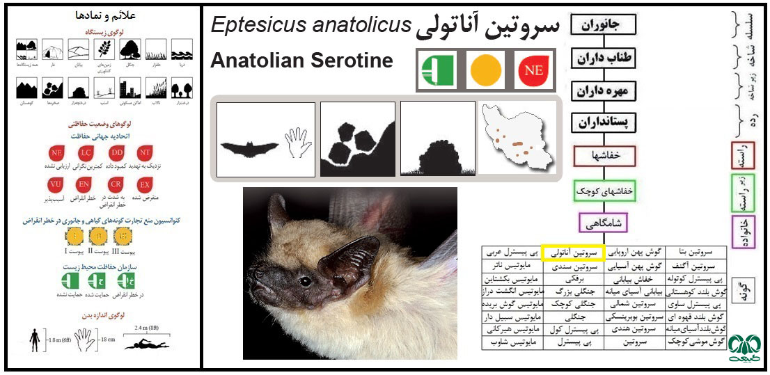 خفاش سروتین آناتولی 