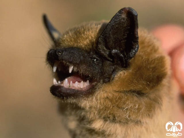 ویژگی‌های ظاهری گونه خفاش سروتین آناتولی