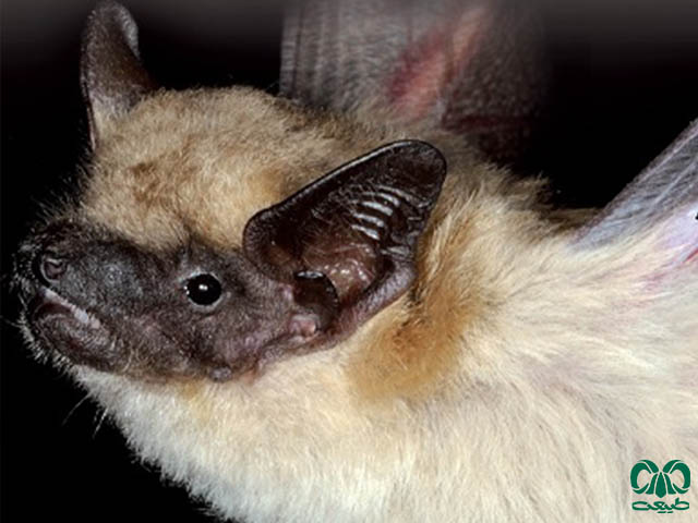 ویژگی‌های زیستی گونه خفاش سروتین آناتولی