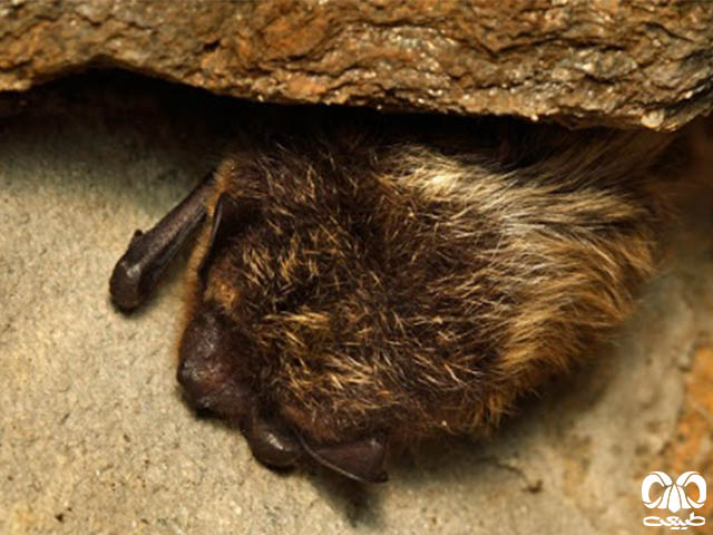 ویژگی‌های ظاهری گونه خفاش سروتین شمالی