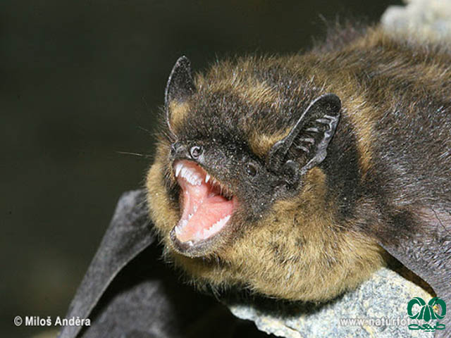 ویژگی‌های زیستی گونه خفاش سروتین شمالی