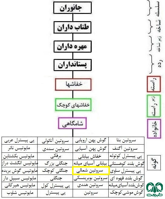 طبقه بندی گونه خفاش سروتین شمالی