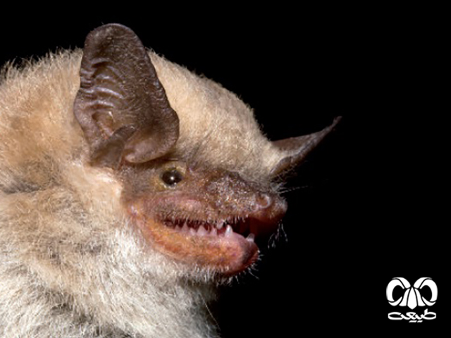 ویژگی‌های ظاهری گونه خفاش پی پسترل عربی