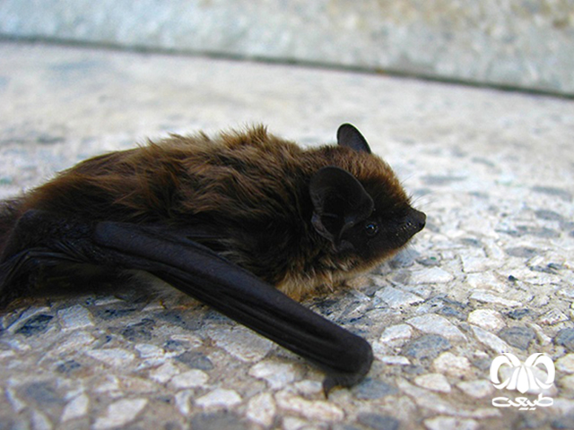 ویژگی‌های زیستی گونه خفاش پی پسترل عربی