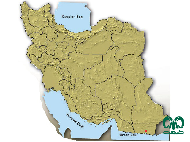 خفاش پی پسترل عربی در ایران