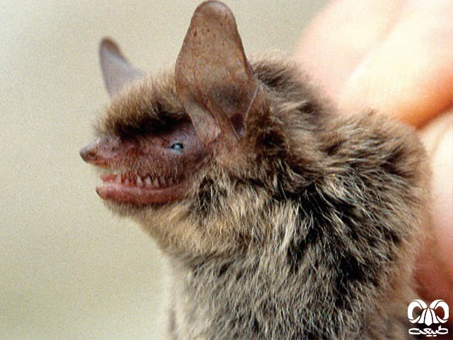 ویژگی‌های ظاهری گونه خفاش مایوتیس هیرکانی