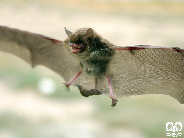 ویژگی‌های زیستی گونه خفاش مایوتیس هیرکانی