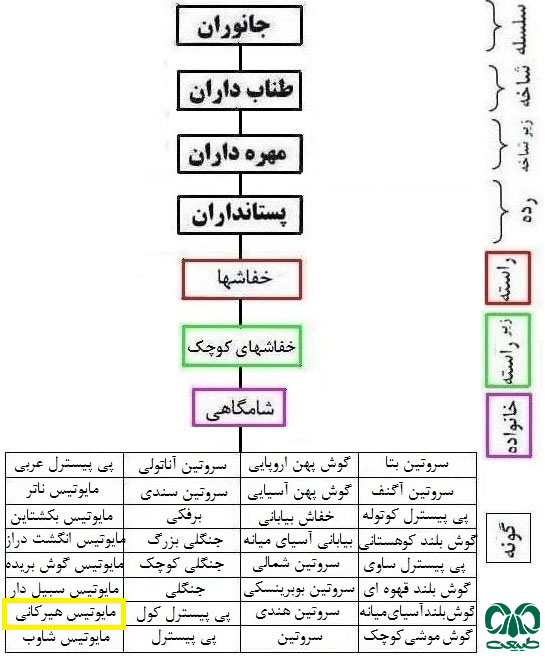 طبقه بندی گونه خفاش مایوتیس هیرکانی