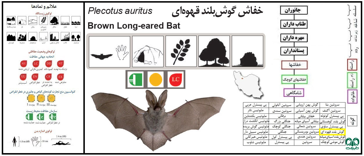 خفاش گوش بلند قهوهای Brown Long-eared Bat خفاش گوش بلند قهوهای