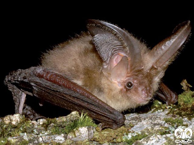 ویژگی‌های ظاهری گونه خفاش گوش بلند قهوه‌ای