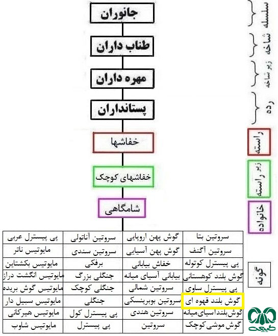 طبقه بندی گونه خفاش گوش بلند قهوهای از خانواده خفاش شامگاهی طبقه بندی گونه خفاش گوش بلند قهوهای