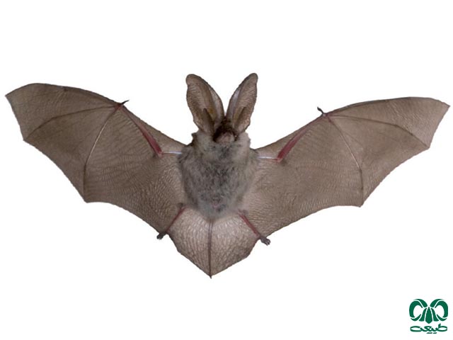 ویژگی‌های زیستی گونه خفاش گوش بلند قهوه‌ای