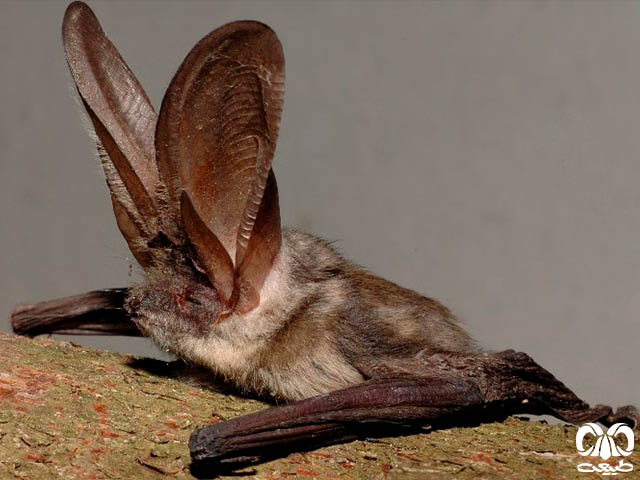 ویژگی‌های زیستی گونه خفاش گوش بلند کوهستانی