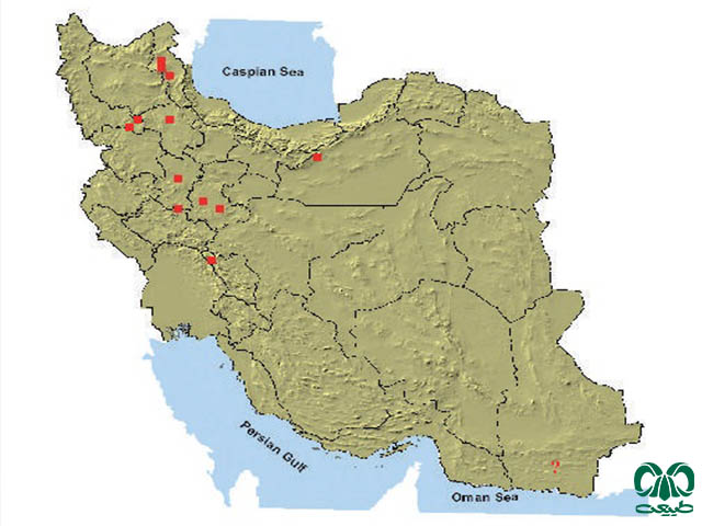 خفاش گوش بلند کوهستانی در ایران