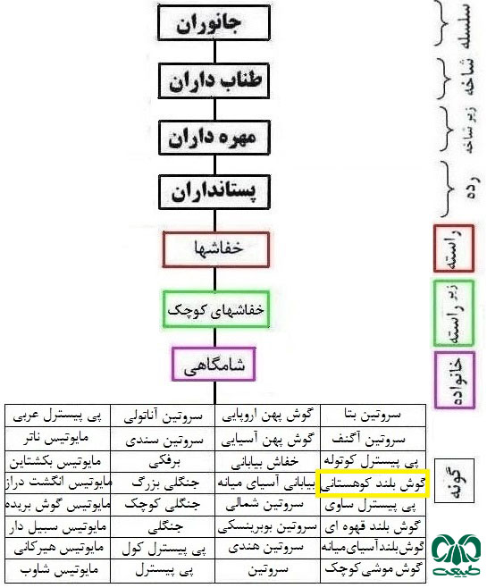 طبقه بندی گونه خفاش گوش بلند کوهستانی