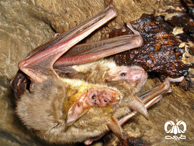ویژگی‌های ظاهری گونه خفاش مایوتیس گوش موشی کوچک