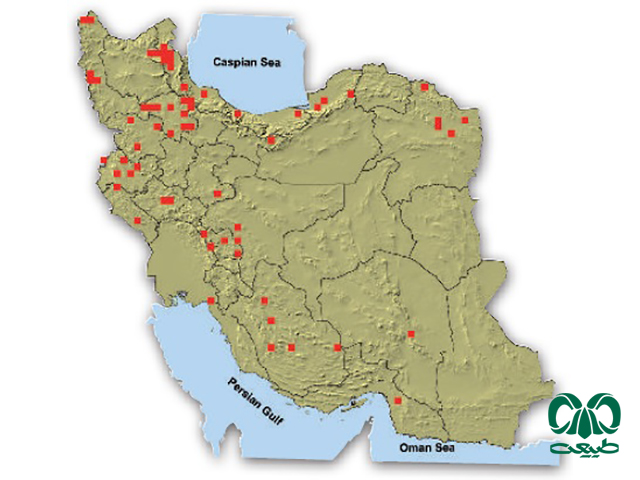 خفاش مایوتیس خفاش گوش موشی کوچک در ایران