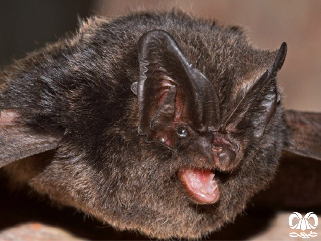 ویژگی‌های ظاهری گونه خفاش گوش پهن اروپایی