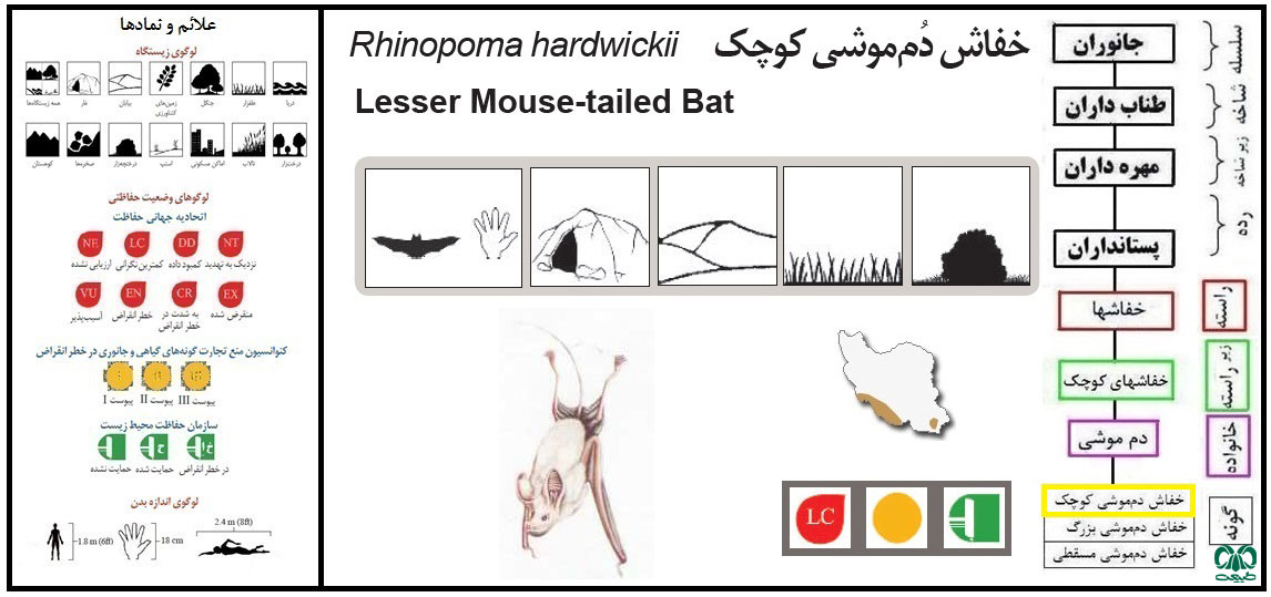 خفاش دم‌‌موشی کوچک