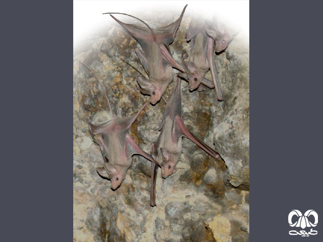 ویژگی‌های زیستی گونه خفاش دم‌‌موشی کوچک