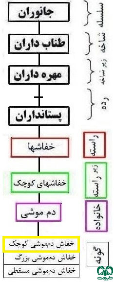 طبقه بندی گونه خفاش دم‌‌موشی کوچک