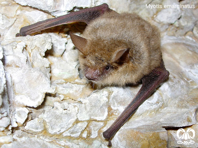 خفاش مایوتیس گوش‌بریده (Myotis emarginatus)
