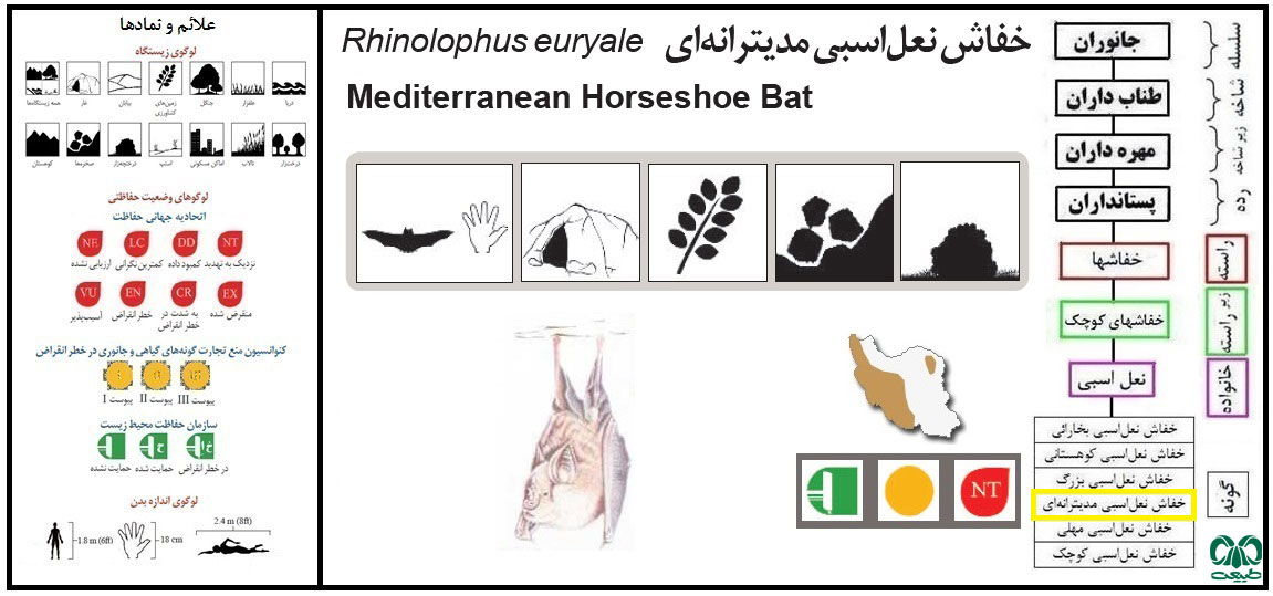 خفاش نعل اسبی مدیترانه‌ای