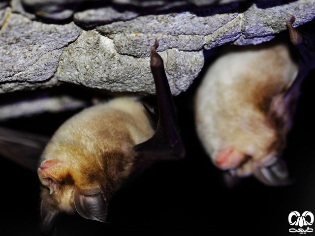 ویژگی‌های زیستی گونه خفاش نعل اسبی مدیترانه‌ای