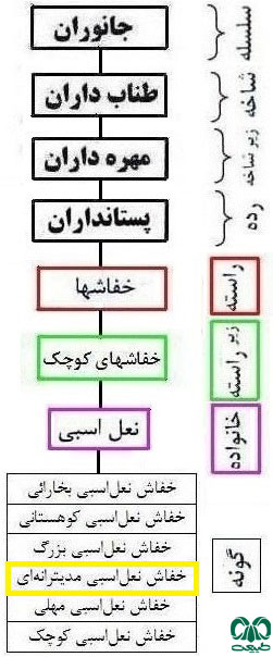 طبقه بندی گونه خفاش نعل اسبی مدیترانه‌ای