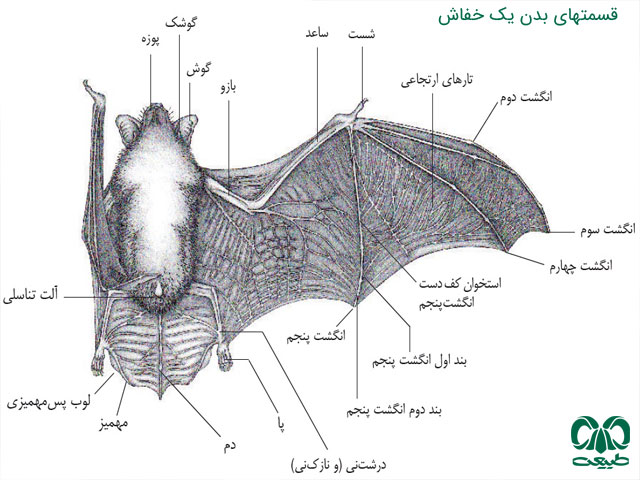بدن خفاش‌ها