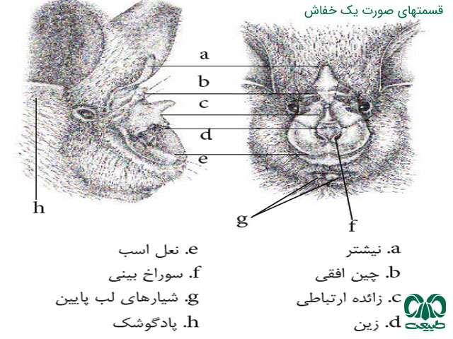 قسمت‌های مختلف صورت خفاش‌ها 