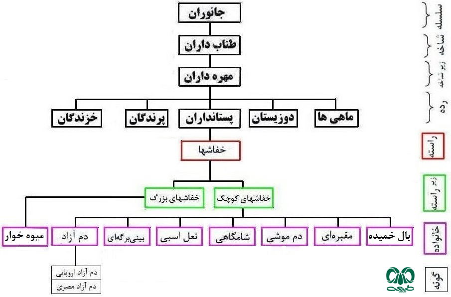 خانواده خفاش دم آزاد