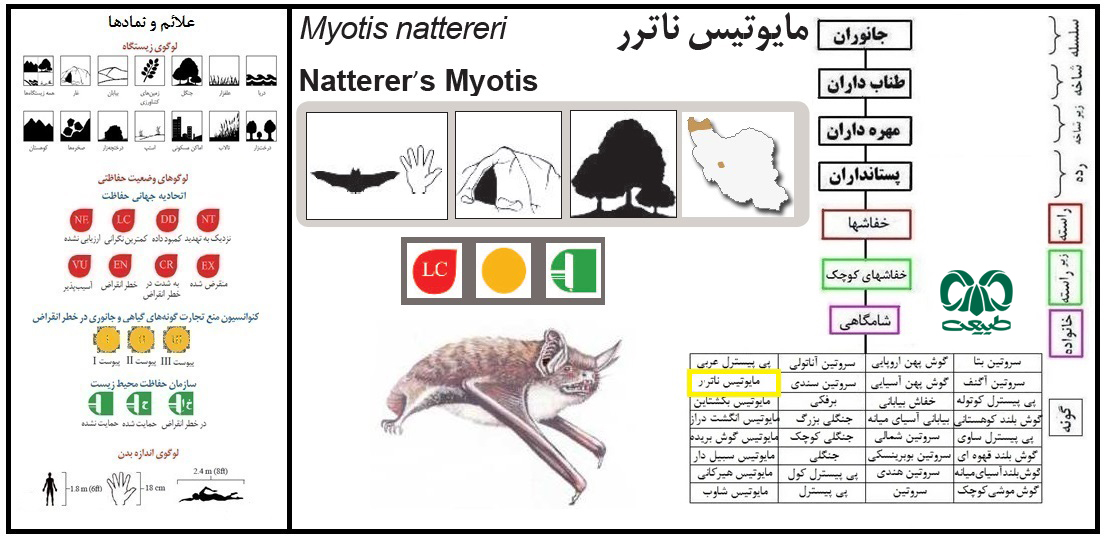 خفاش ارس 