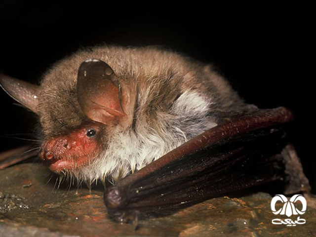  ویژگی‌های ظاهری گونه خفاش مایوتیس ناتر