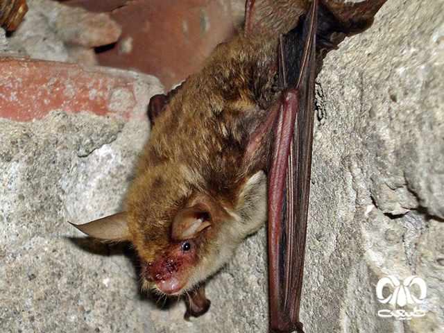 ویژگیهای زیستی گونه خفاش مایوتیس ناتر