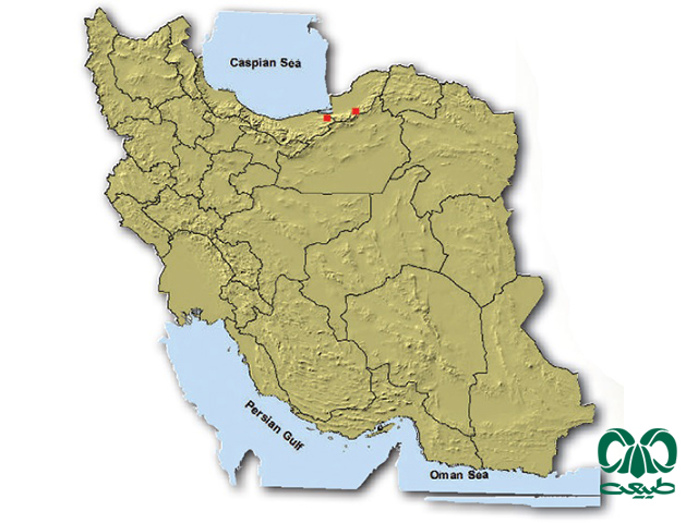 خفاش مایوتیس ناتر در ایران