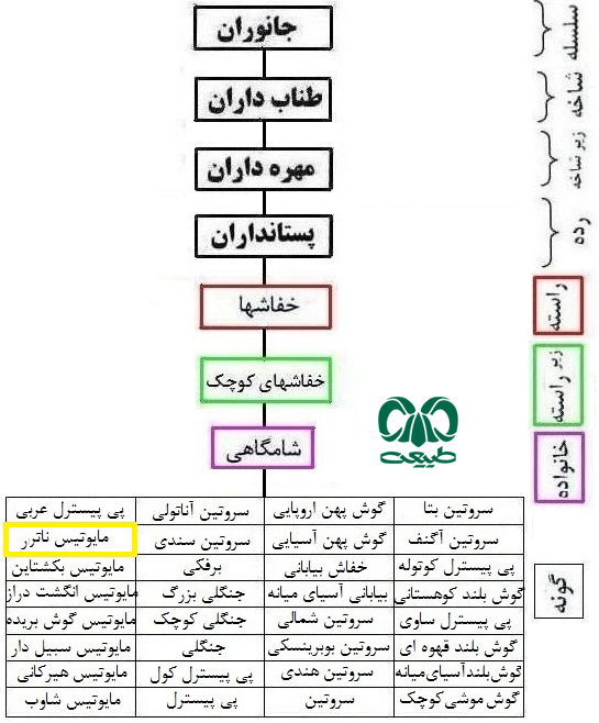  طبقه بندی گونه خفاش مایوتیس ناتر