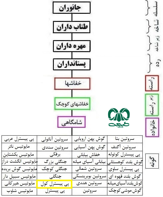  طبقه بندی گونه خفاش بال سفید 